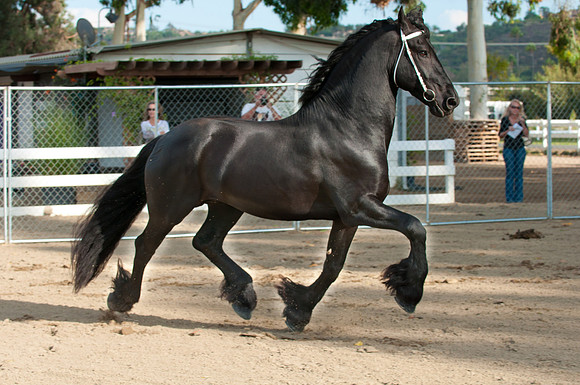 802-Kay Star Stallion Asked Back