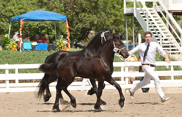 790-Jenevieve SNF Rsv Champion Filly